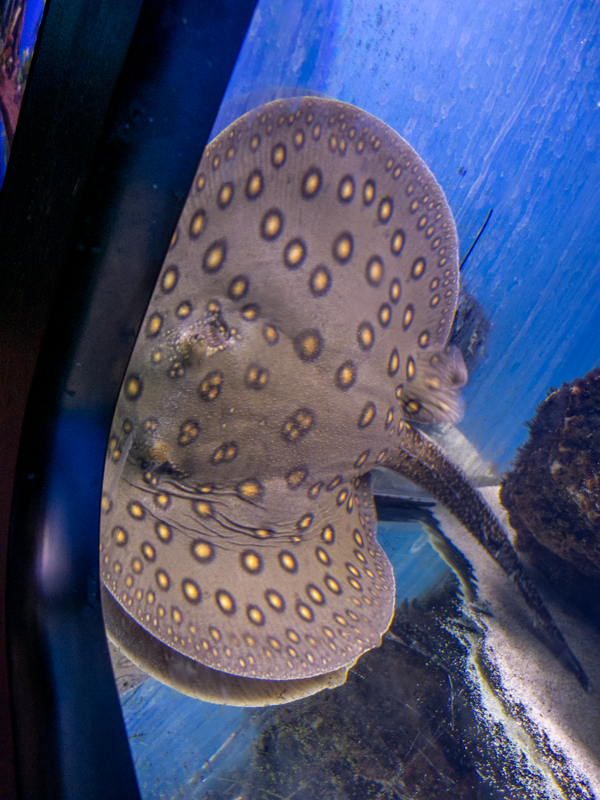 Largespot river stingray (Potamotrygon falkneri)