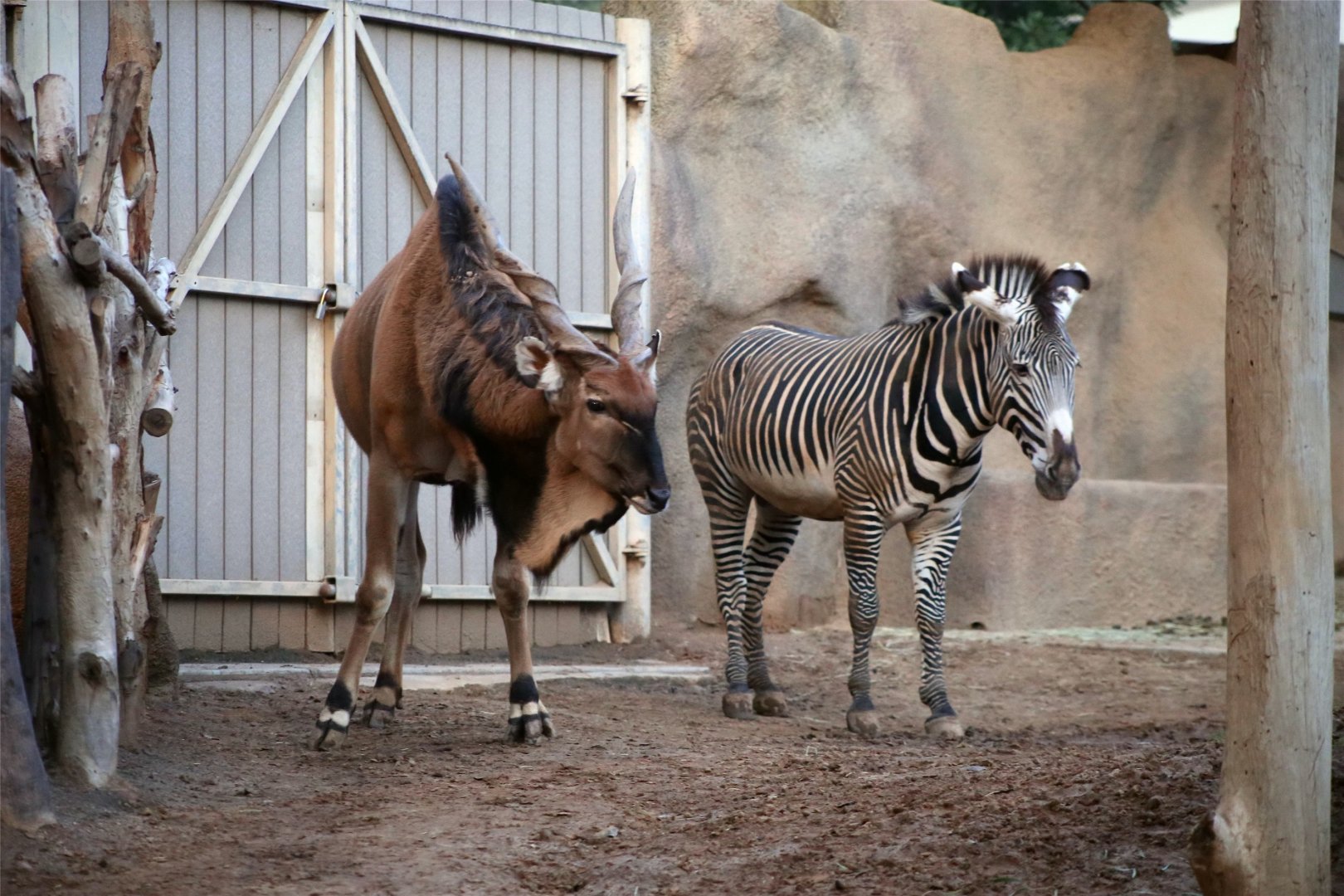 Largest Antelope and Largest Wild Equine