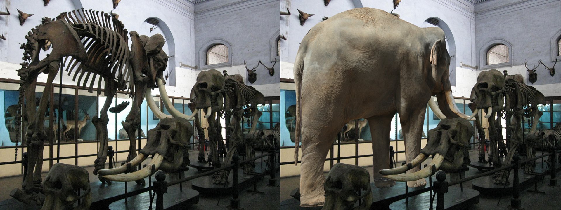Largest Asian Elephant Reconstruction