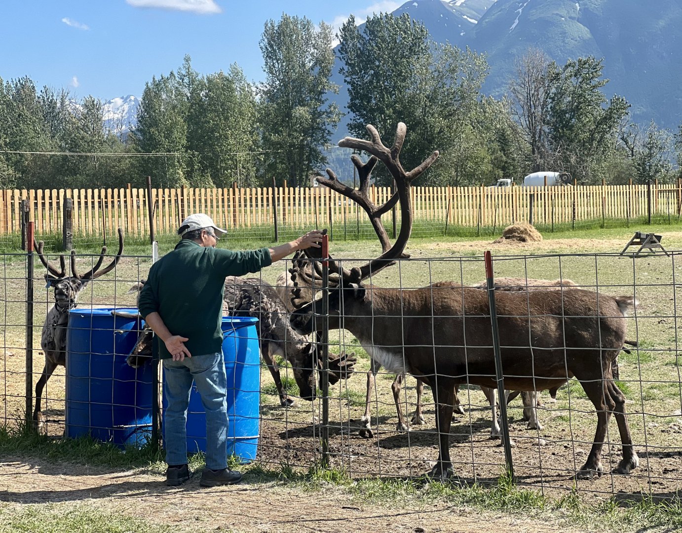 Largest Bull in herd