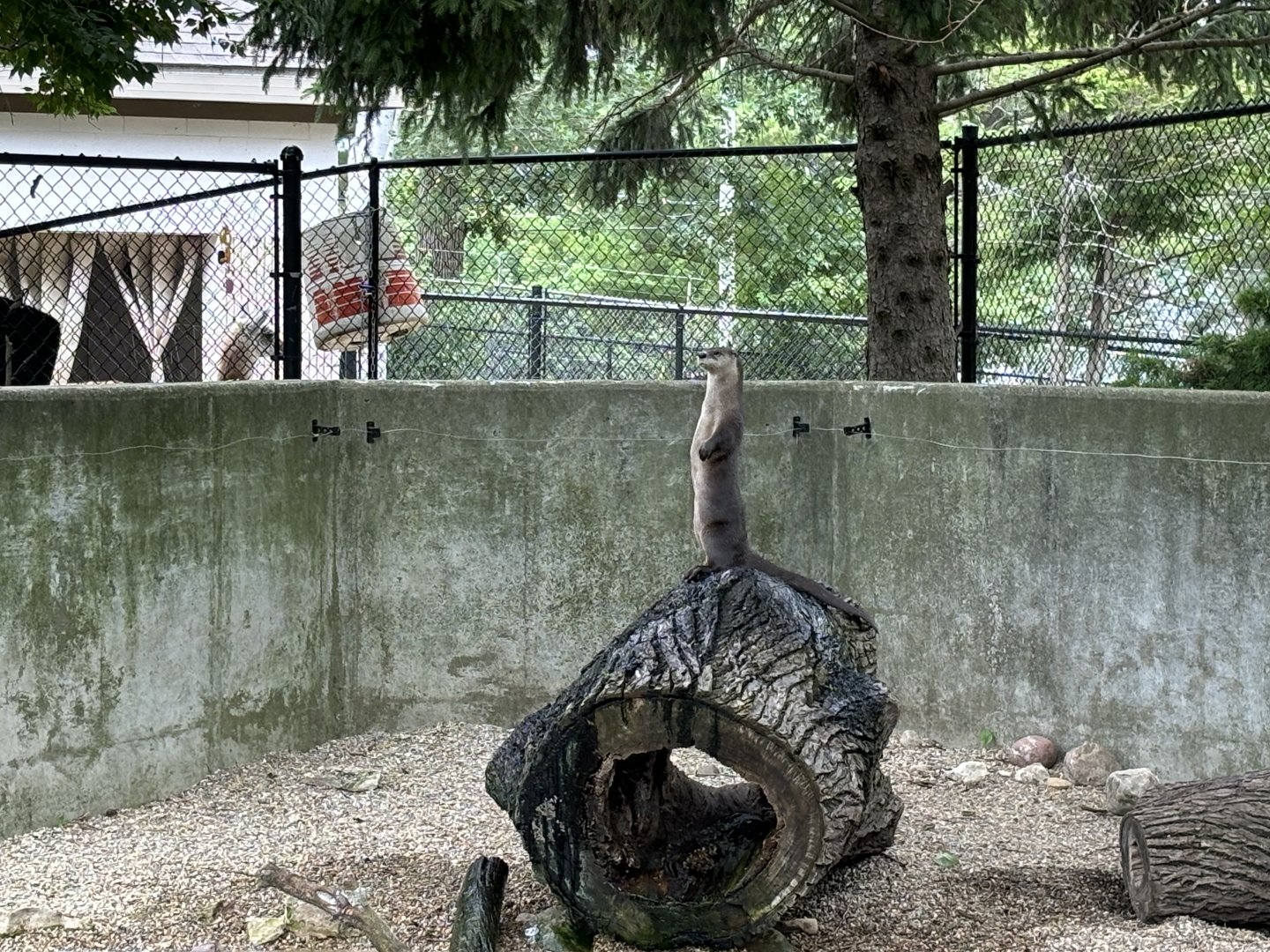 Largest Meerkat I’ve Ever Seen