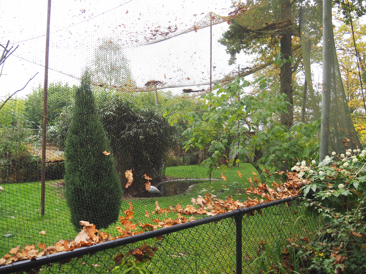 Largest mixed Asian aviary, 2021-11-06