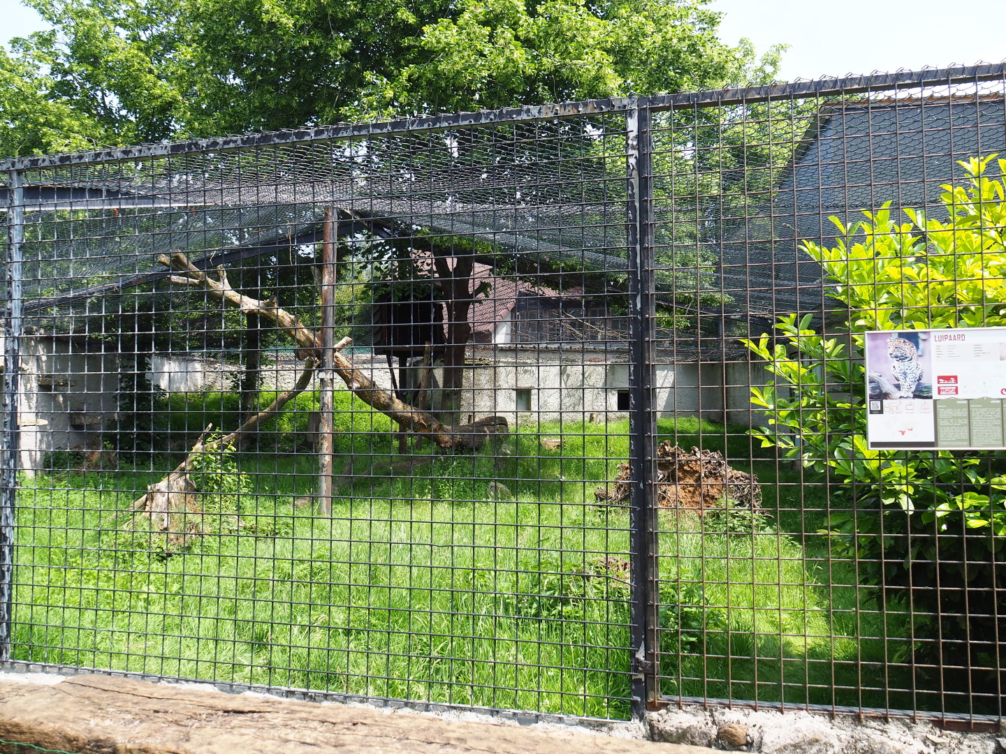 Largest of the African leopard exhibits, 2021-06-15