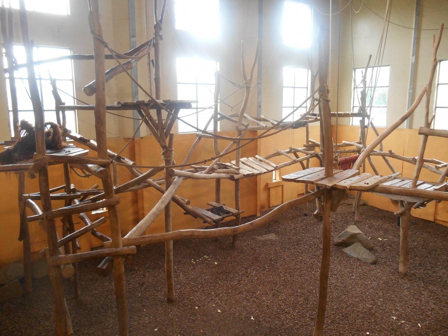 Largest Orangutans Indoor Exhibit