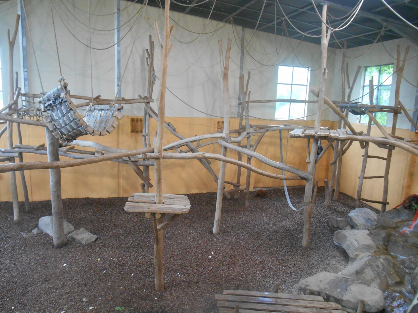 Largest Orangutans Indoor Exhibit