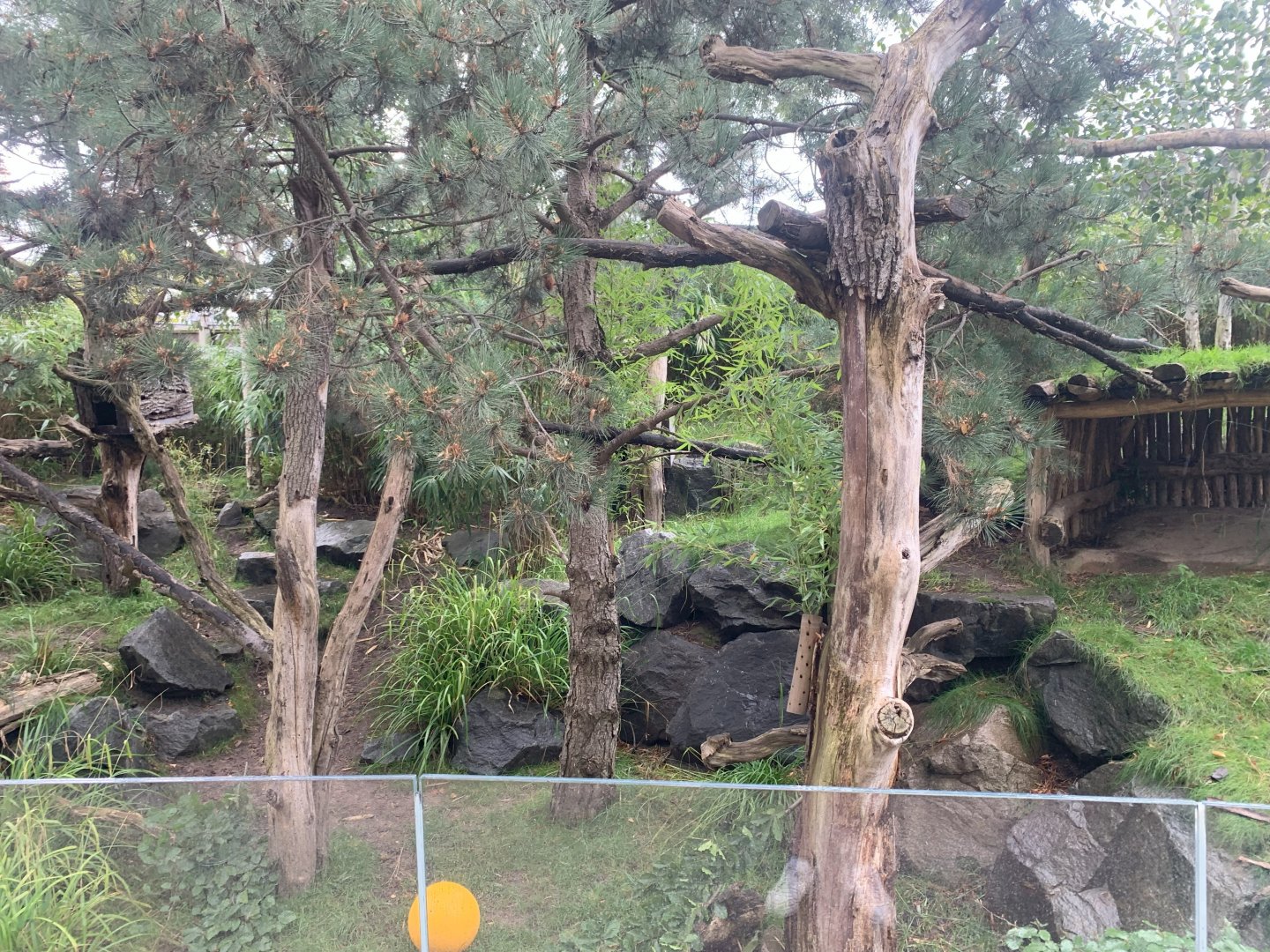 Largest Red Panda enclosure - Himalayas