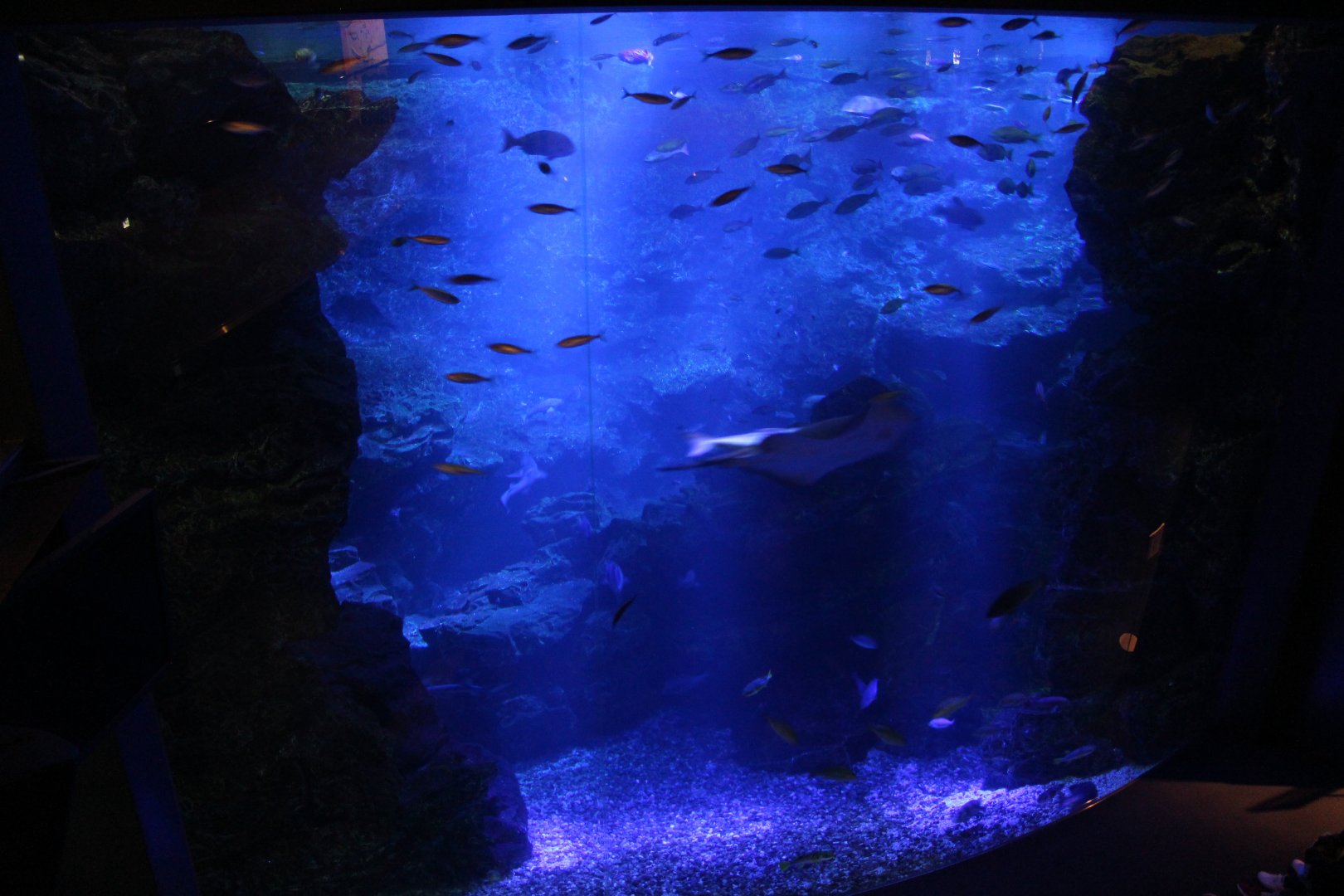 Largest tank in the aquarium