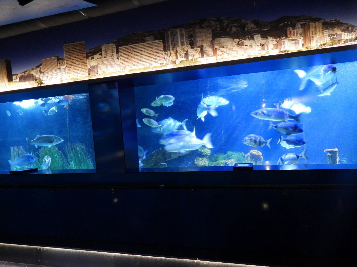 Largest tank of the mediterranean section