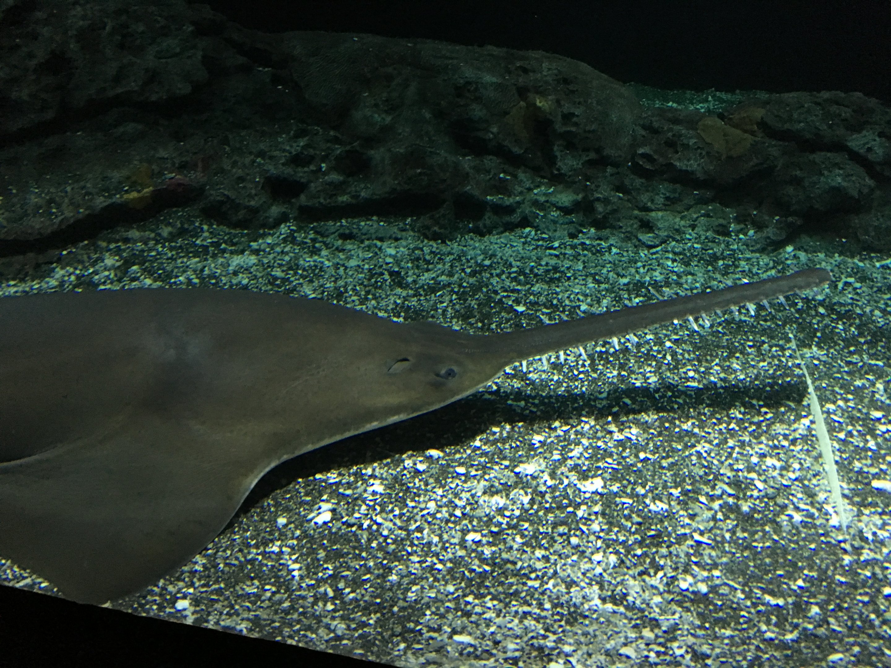 Largetooth Sawfish (2016)