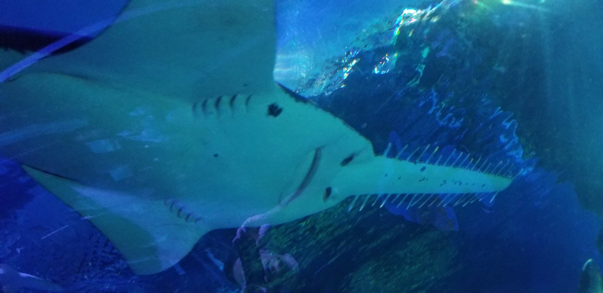 Largetooth Sawfish Close-up