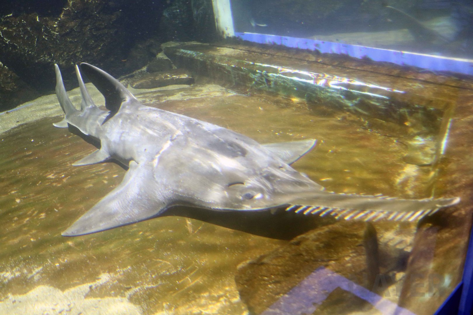 Largetooth sawfish, October 2017