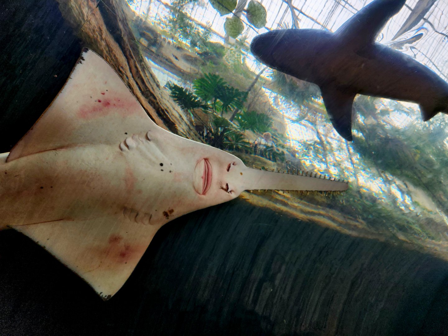 Largetooth Sawfish (Pristis pristis) and Sandbar Shark (Carcharhinus plumbeus)