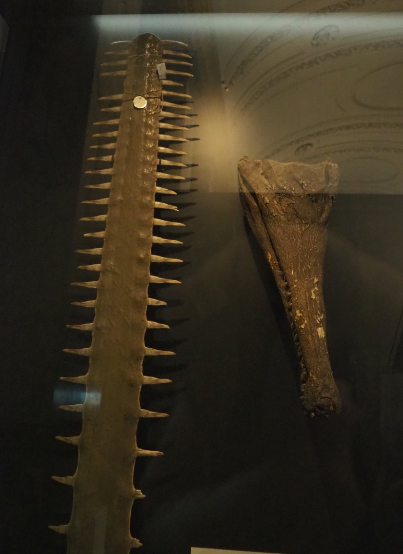 Largetooth sawfish (Pristis pristis) rostrum and Slender-snouted crocodile (Mecistops cataphractus/leptorhynchus) head, 2021-10-20