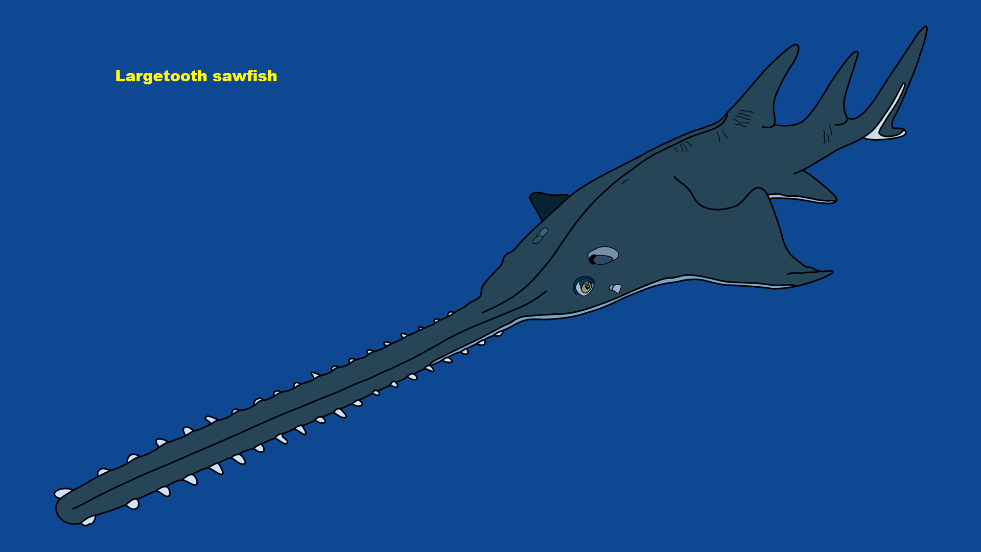 Largetooth sawfish (Pristis pristis)