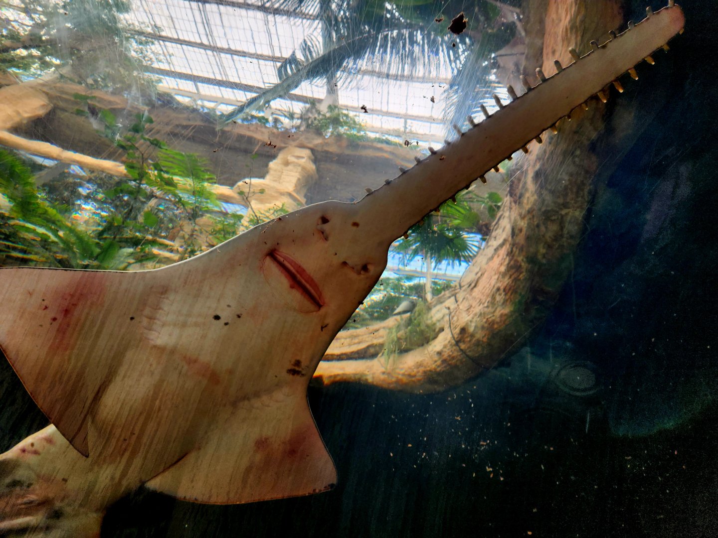 Largetooth Sawfish (Pristis pristis)