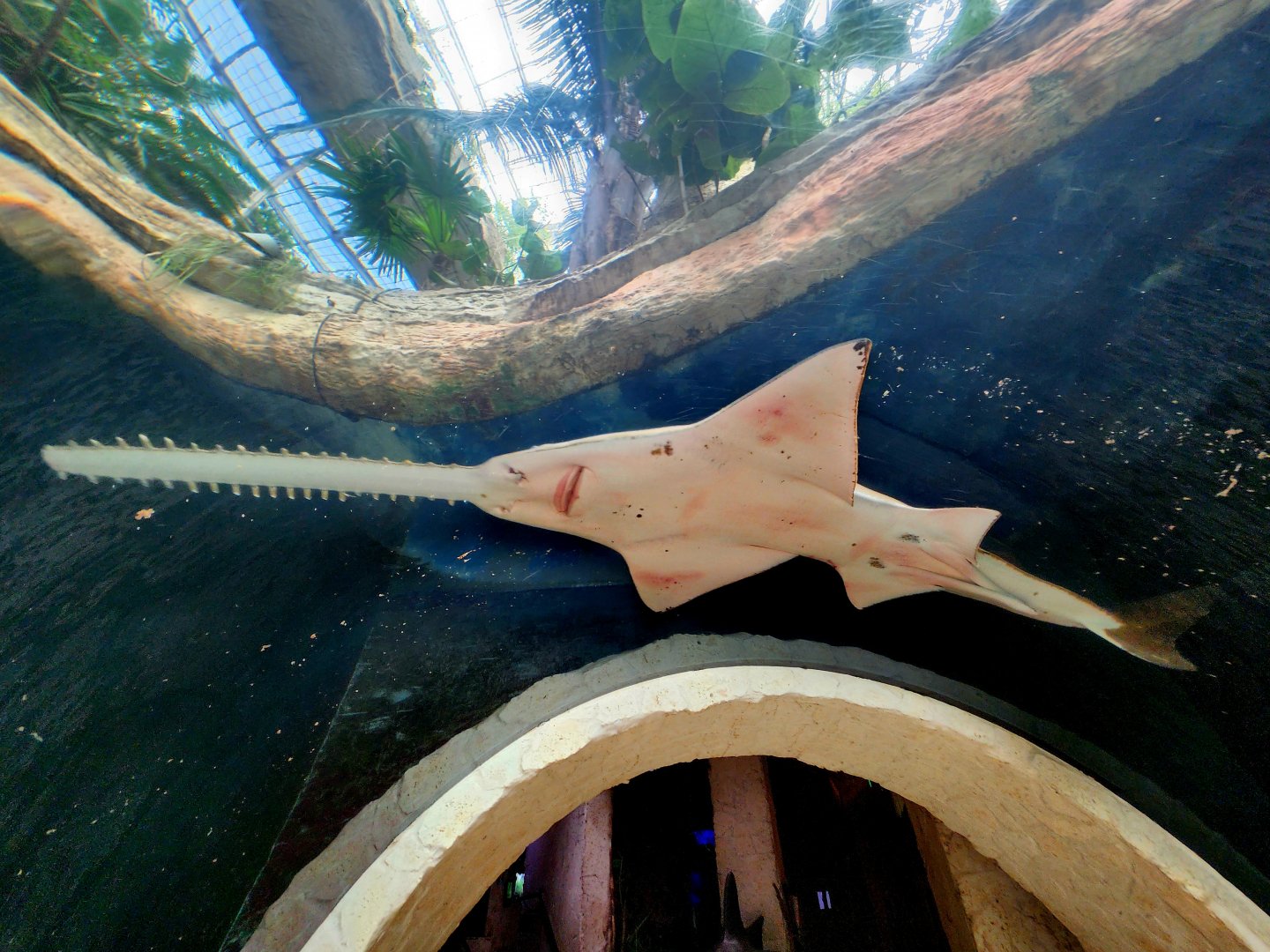 Largetooth Sawfish (Pristis pristis)