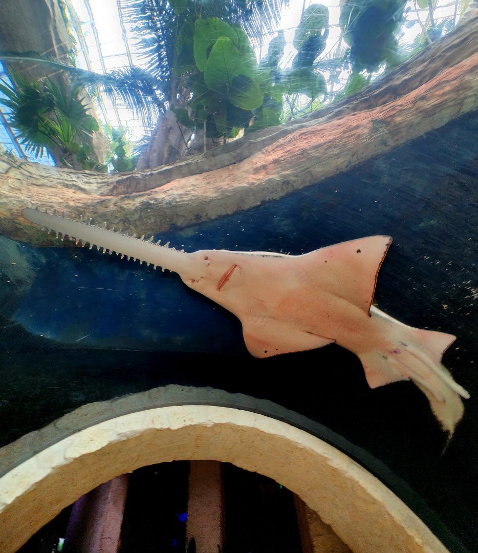 Largetooth Sawfish (Pristis pristis)