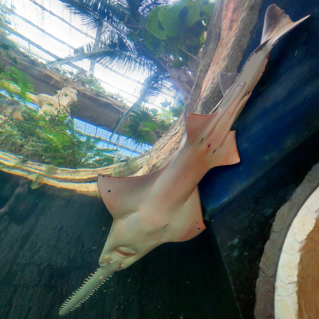 Largetooth Sawfish (Pristis pristis)
