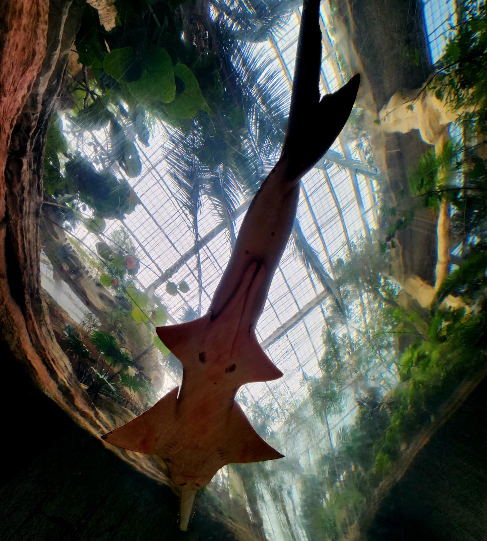 Largetooth Sawfish (Pristis pristis)