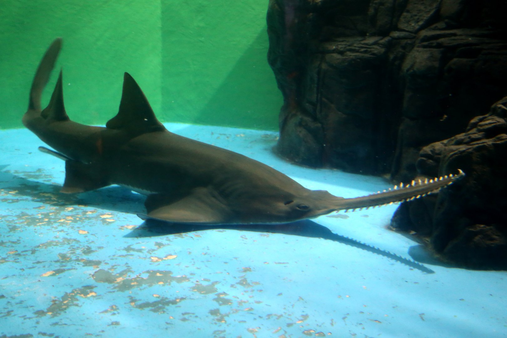 Largetooth Sawfish (Pristis pristis)