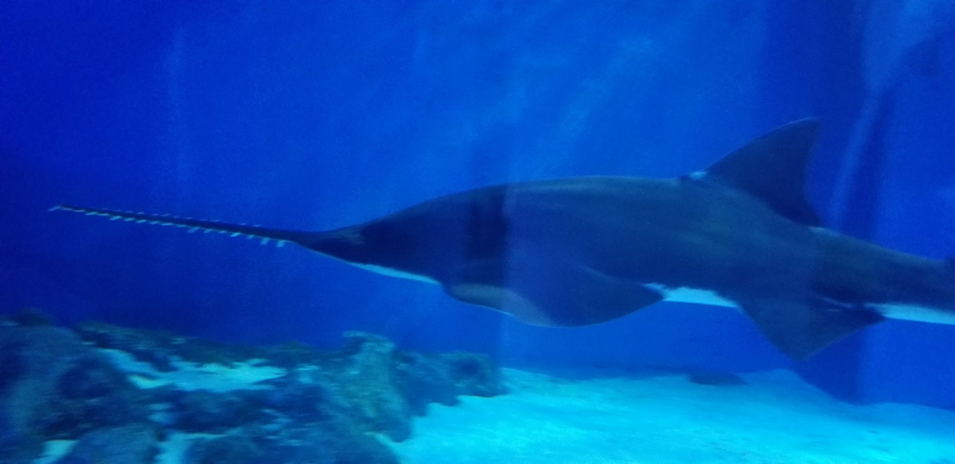 Largetooth Sawfish