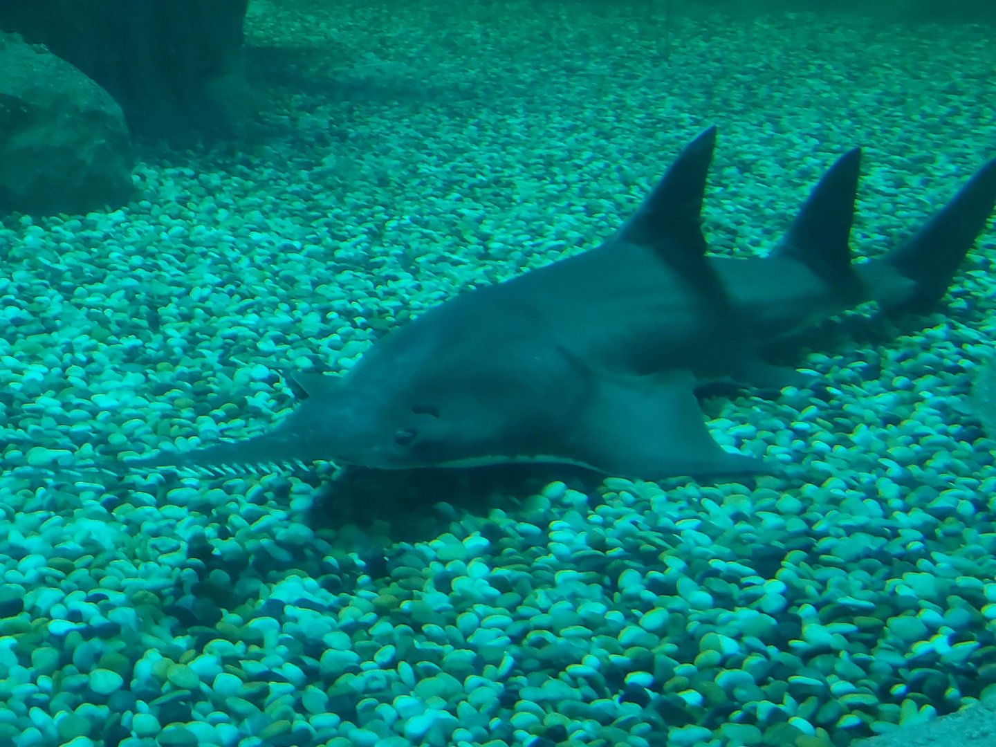Largetooth Sawfish