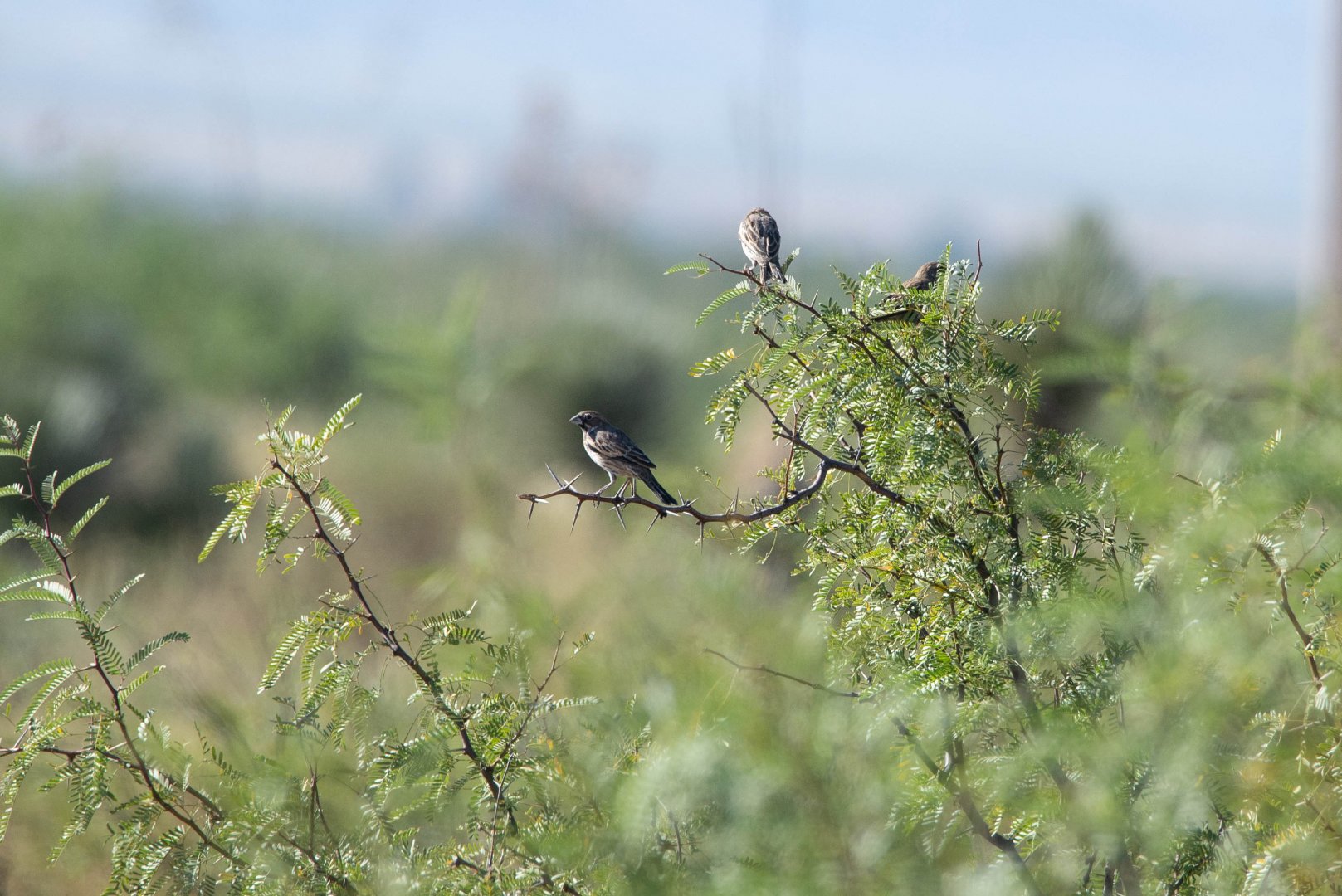 Lark Buntings- Calamospiza melanocorys