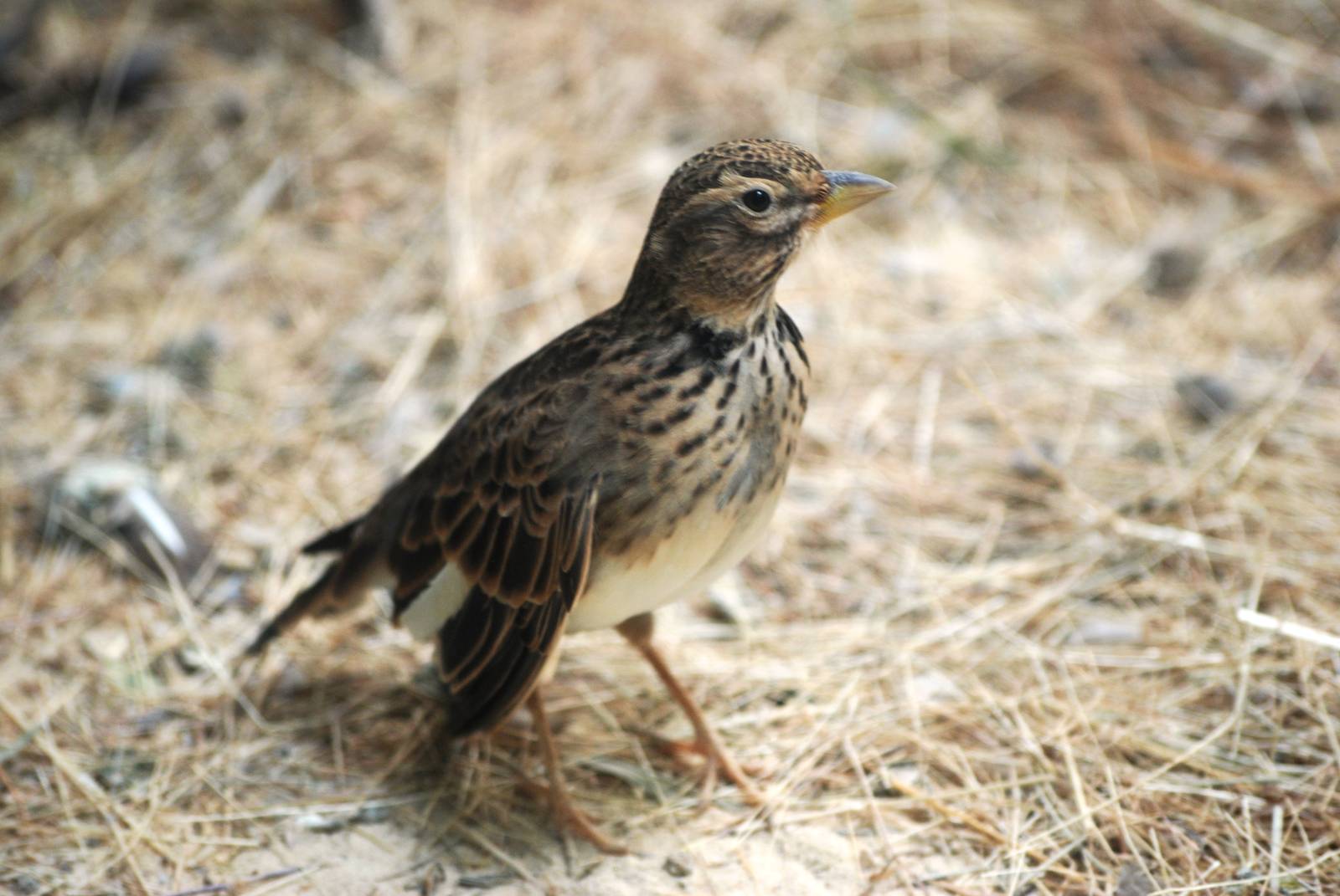 Lark ID? -  at Santillana del Mar, 13/06/15