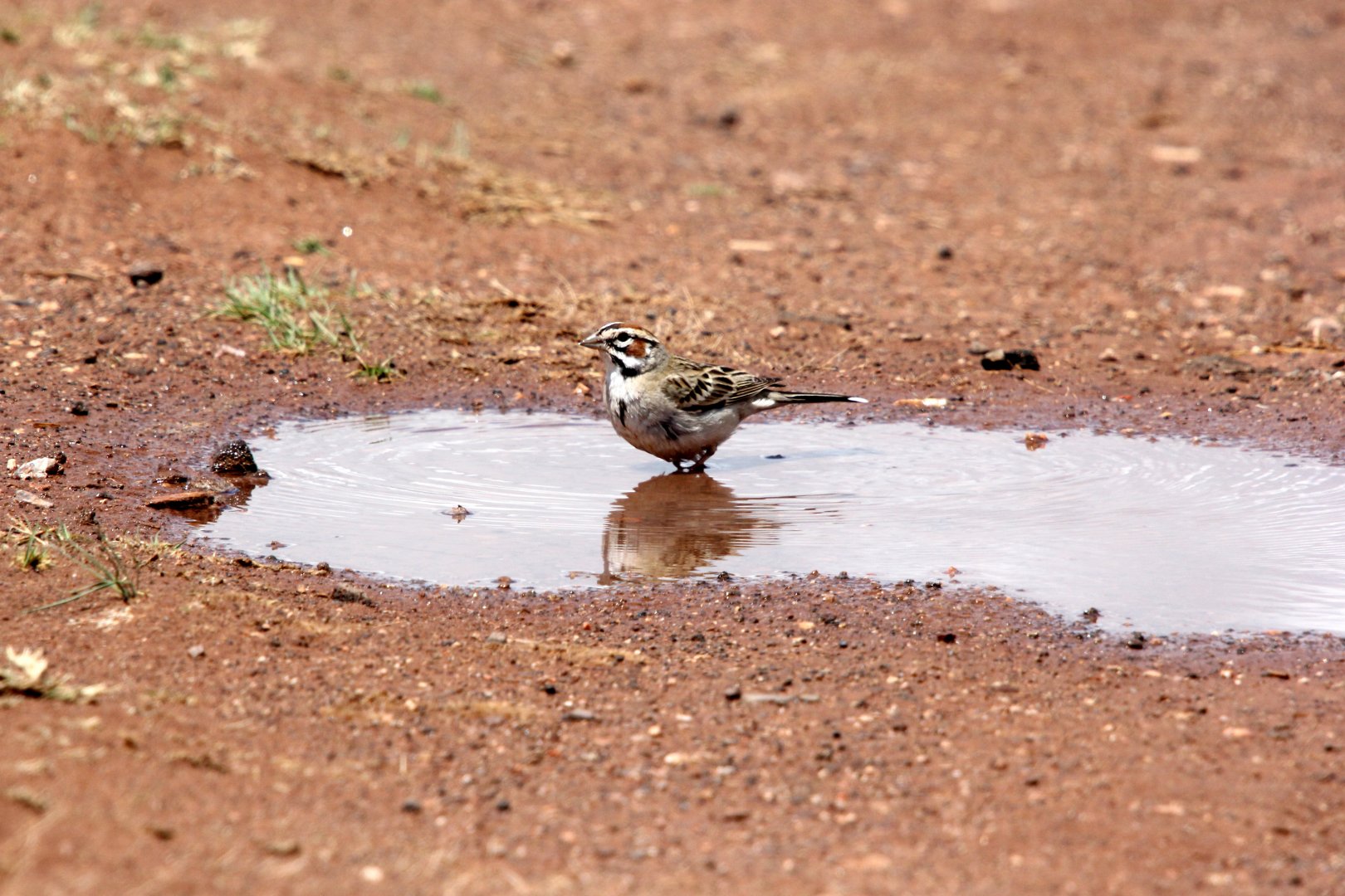 lark sparrow (Chondestes grammacus)