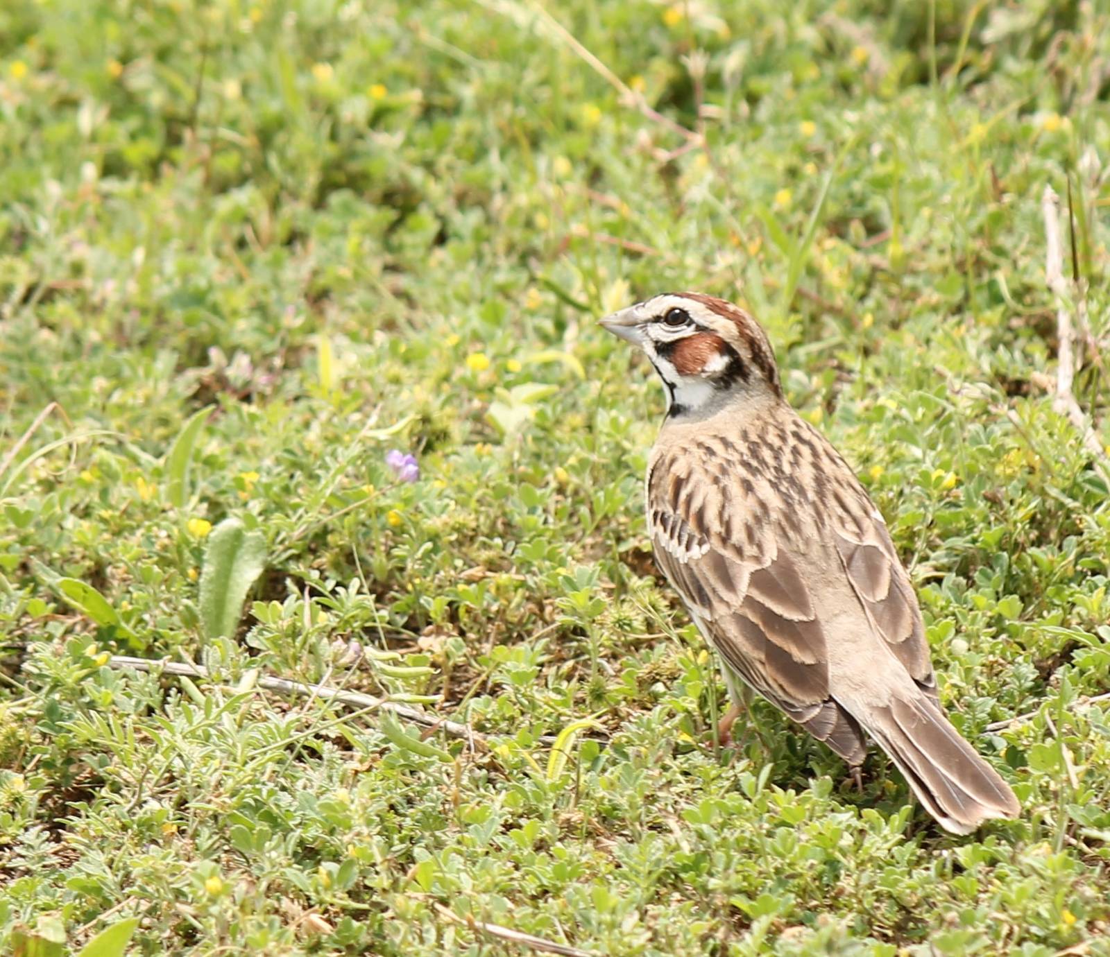 Lark Sparrow
