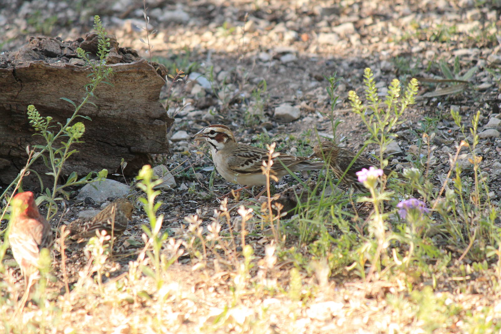 Lark Sparrow