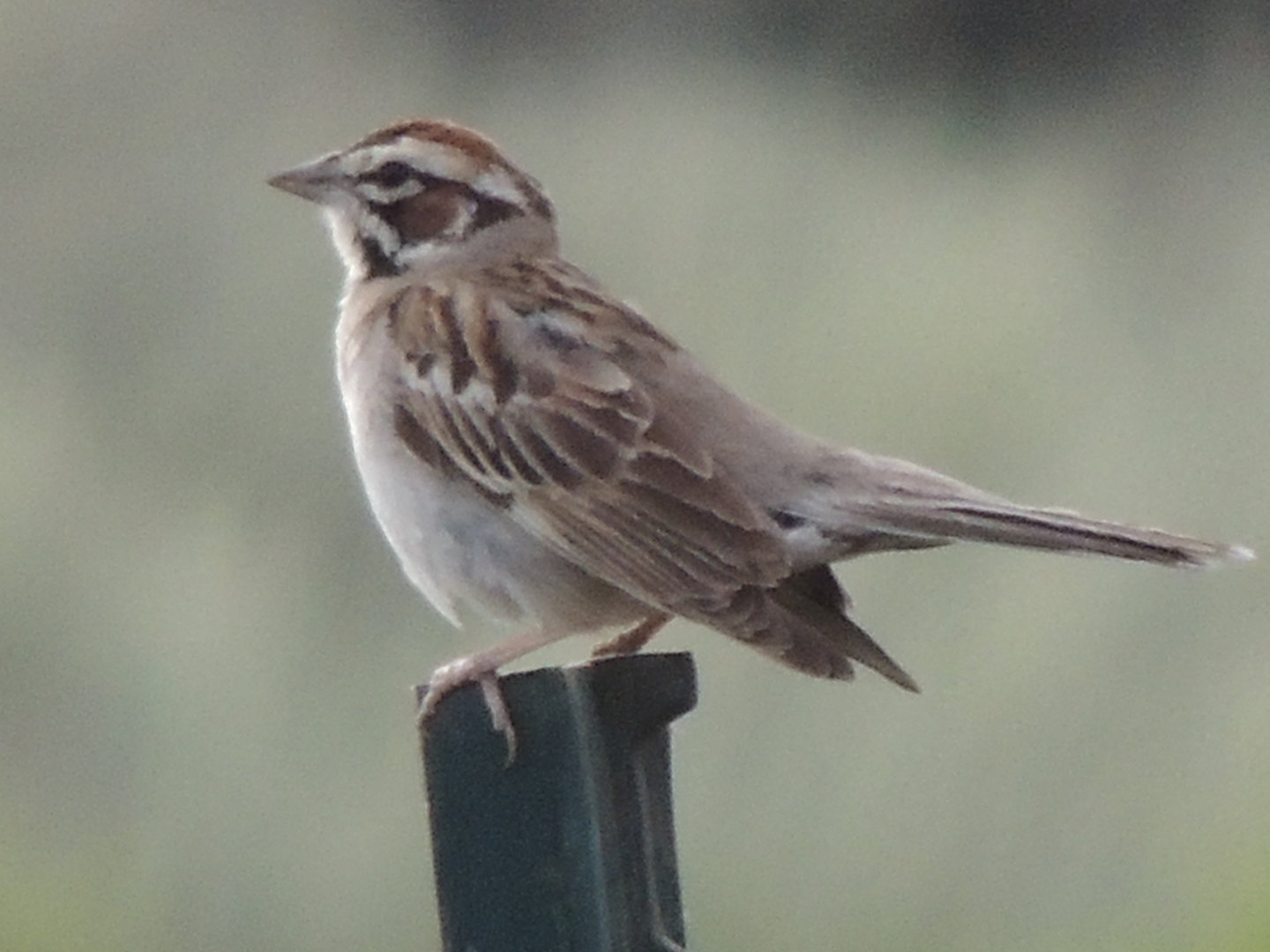 lark sparrow