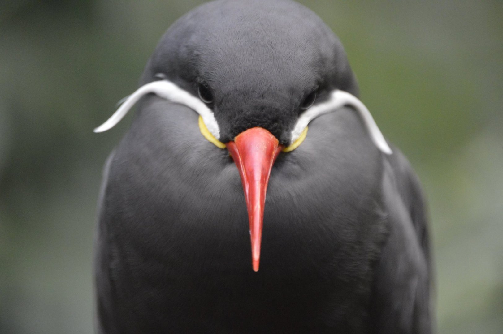 Larosterna inca staredown