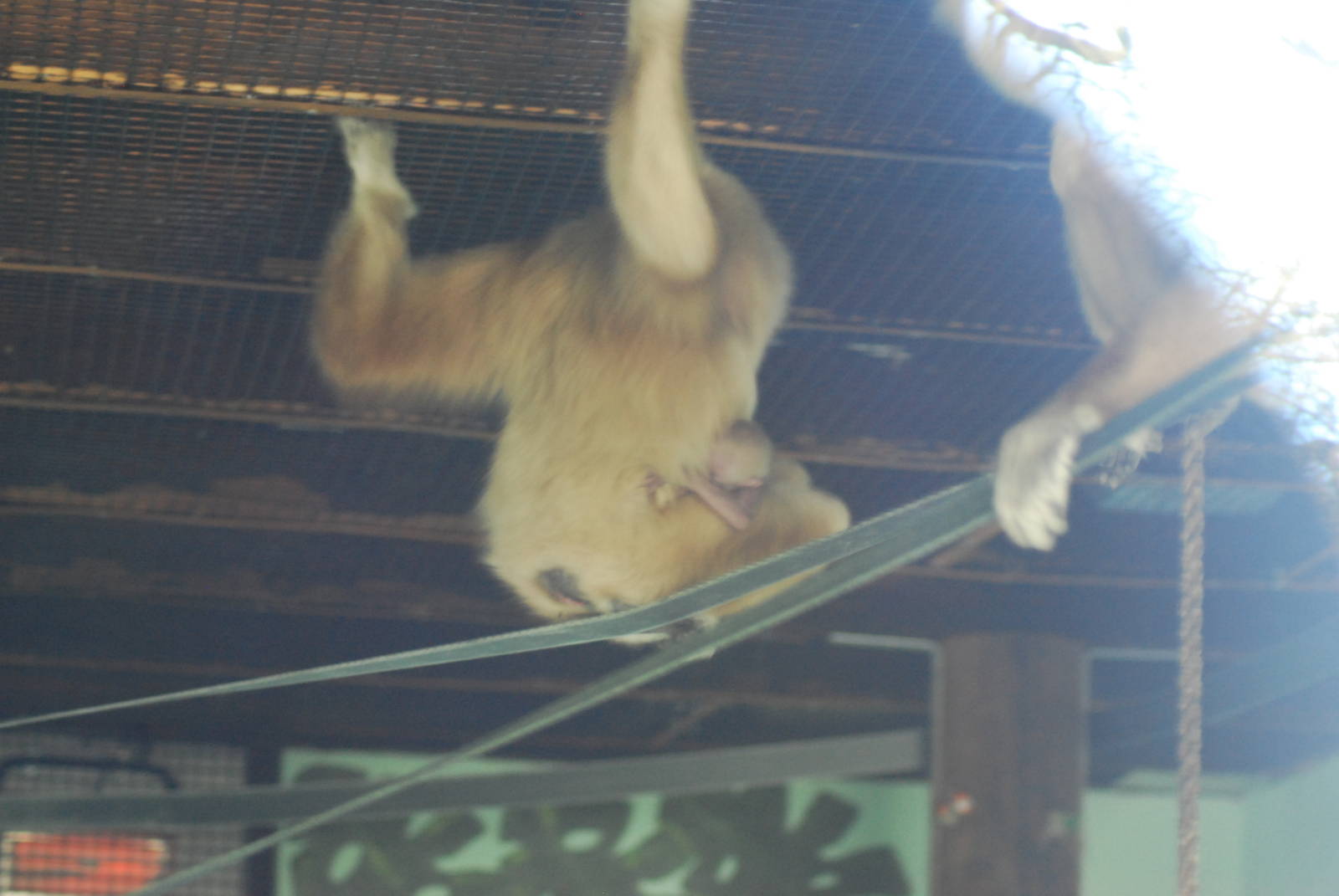 LARS GIBBON 2 DAY OLD BABY
