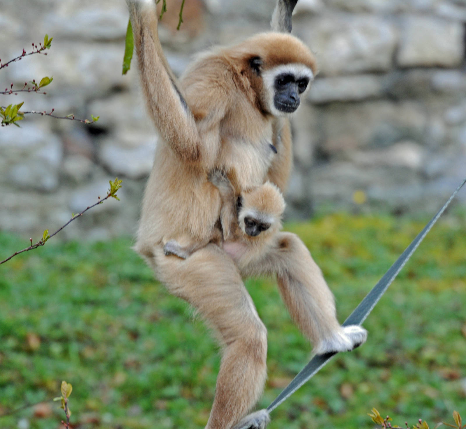 Lars Gibbon and Baby