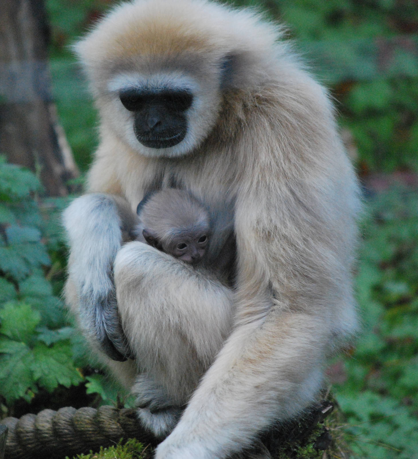 LARS GIBBON AND BABY