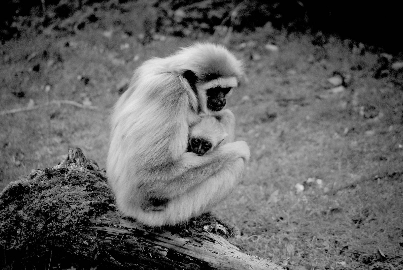 Lars Gibbon and Young