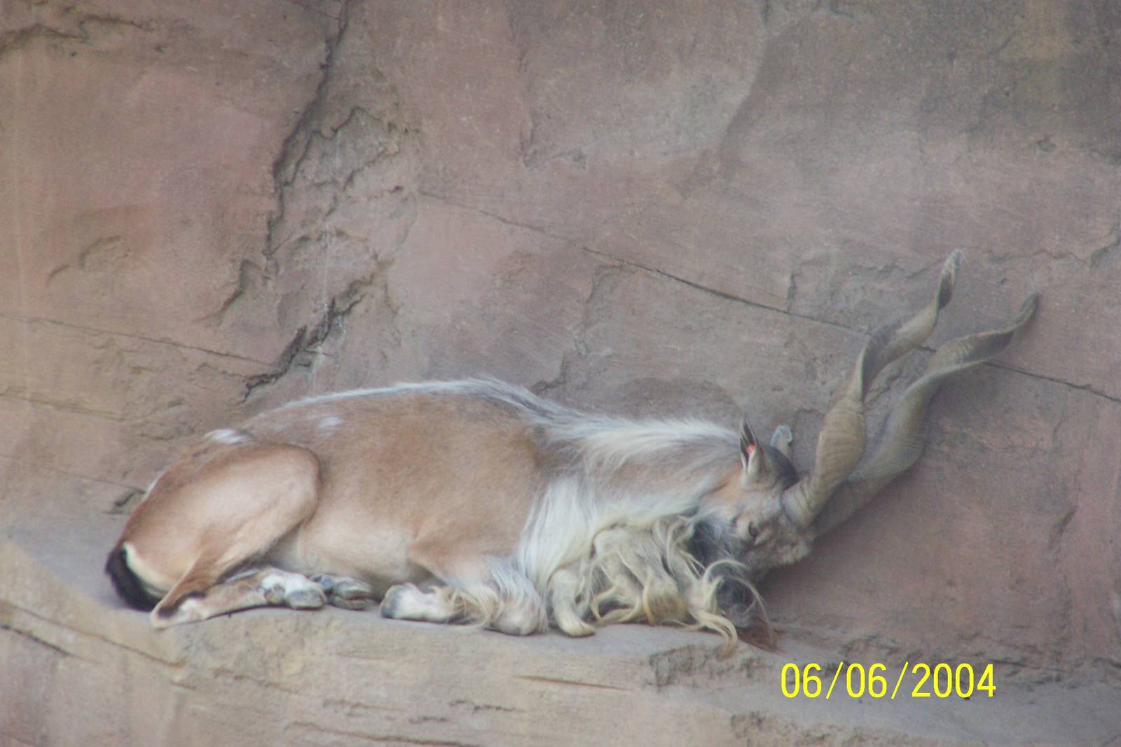 Lars the Male Turkmenian Markhor ~ Asia Quest.