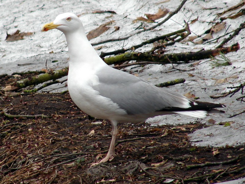 Larus argentatus argentatus / Herring gull, adult (02-04-2011)
