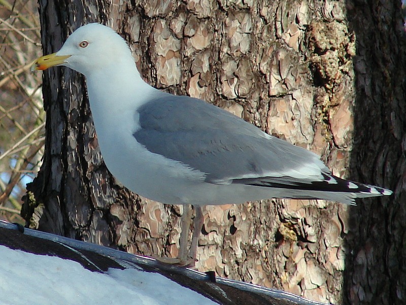 Larus argentatus argentatus / Herring gull, adult (05-03-2011)