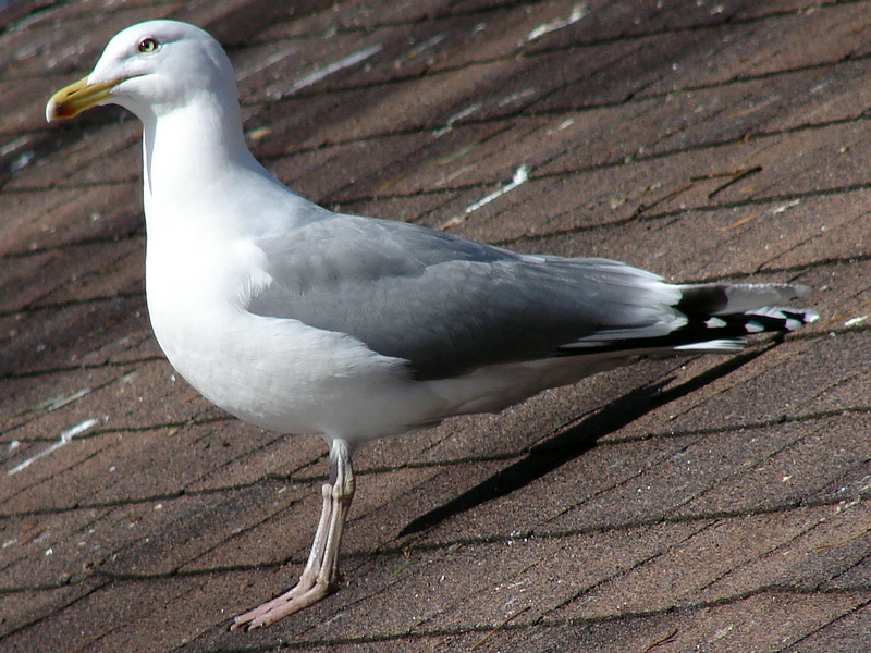 Larus argentatus argentatus / Herring gull, adult (20-03-2011)
