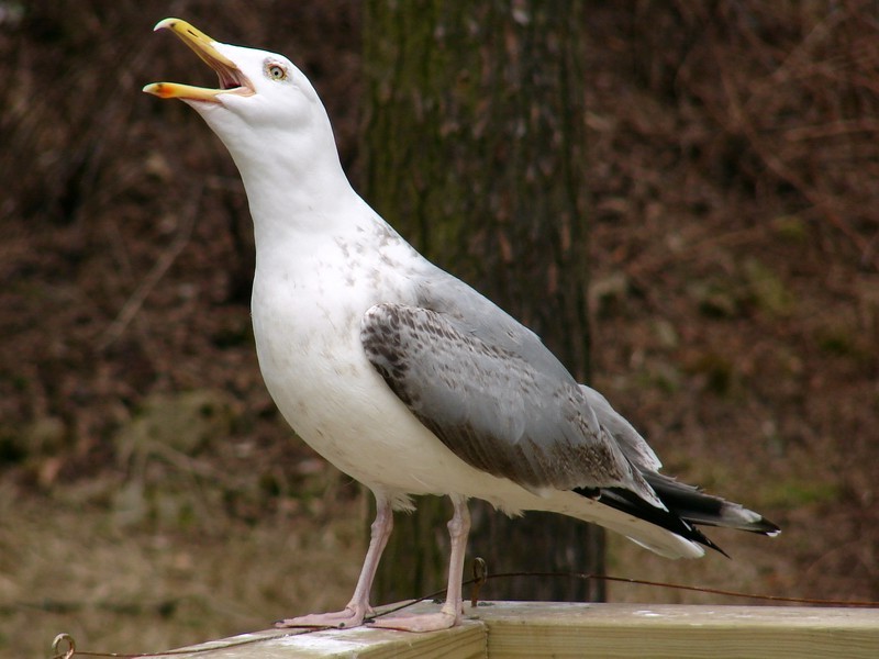 Larus argentatus argentatus / Herring gull, sub-ad 4cy (04-04-2009)