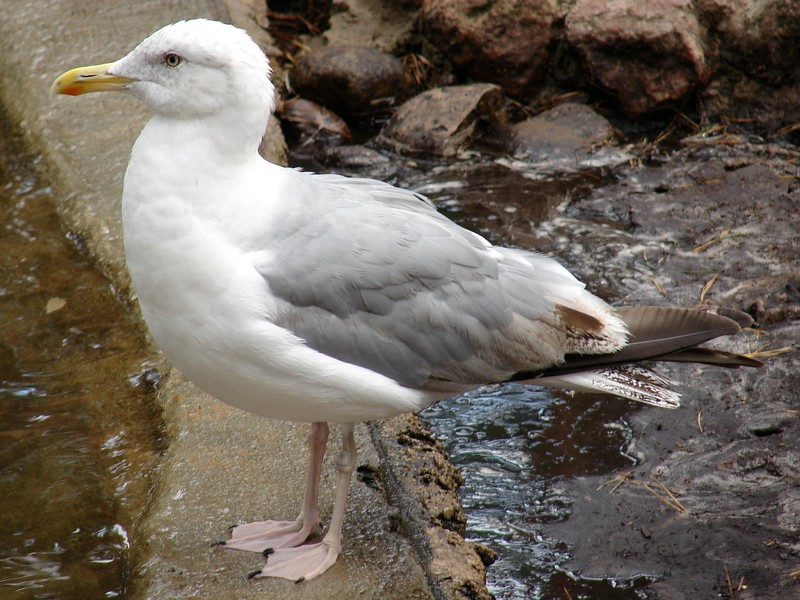 Larus argentatus argentatus / Herring gull, sub-ad 4cy (30-07-2006)