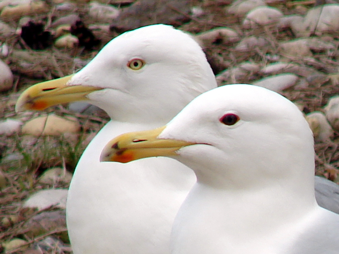 Larus argentatus  / Herring gull, adult pair (female normal, male black iri
