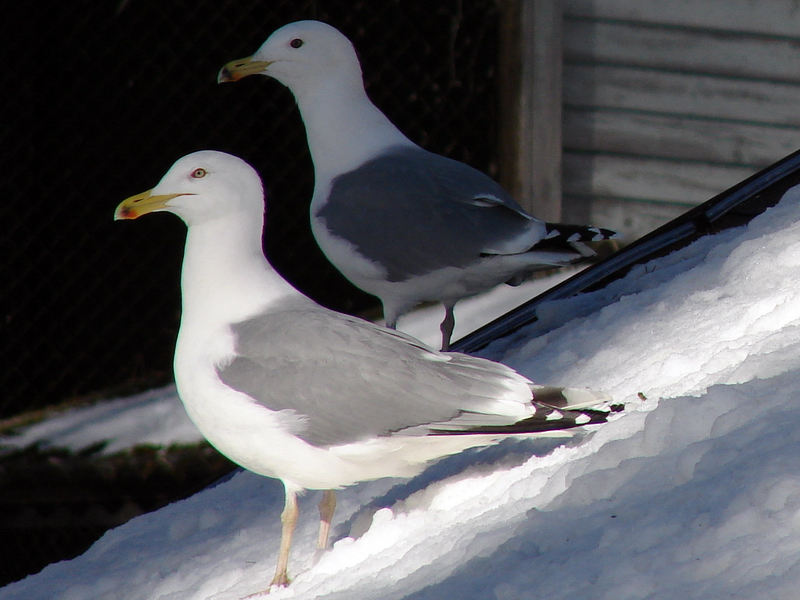 Larus argentatus  / Herring gull, adult pair (male normal, female black iri