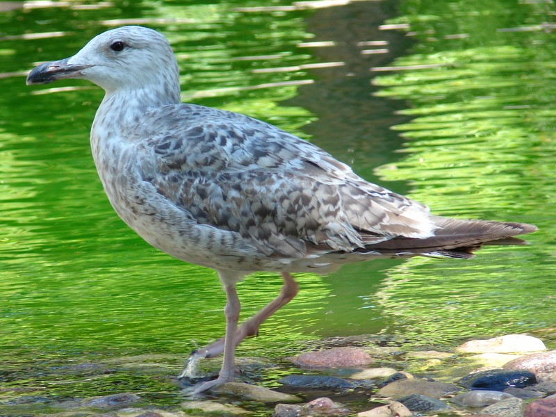 Larus argentatus / Herring gull, imm 2cy (01-07-2006)