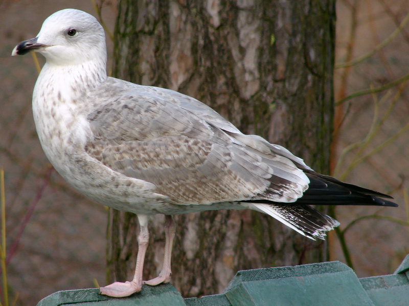 Larus argentatus / Herring gull, imm 2cy (15-12-2007)