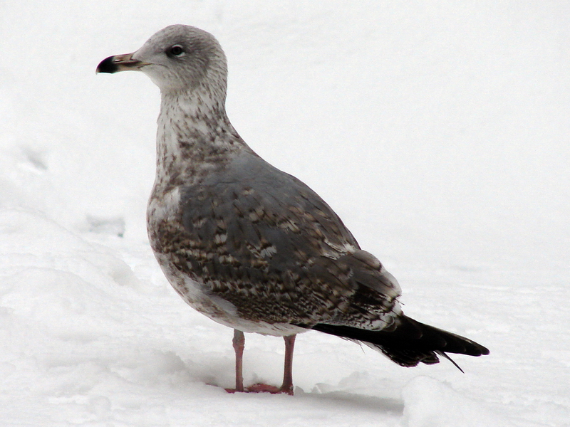 Larus argentatus / Herring gull, imm 2cy (26-12-2010)