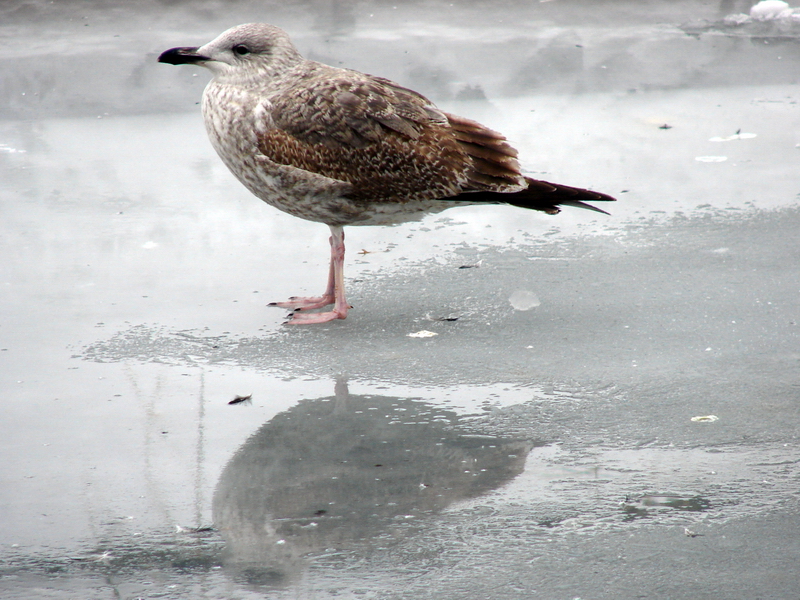 Larus argentatus / Herring gull, imm 2cy (29-01-2011)