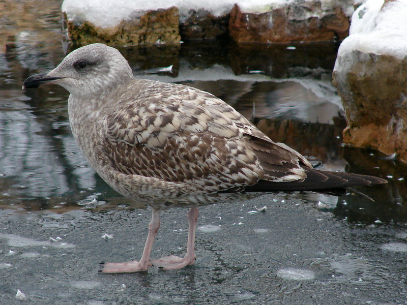 Larus argentatus / Herring gull, imm 2cy (29-01-2011)